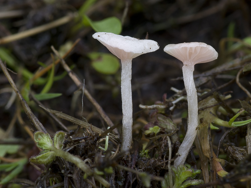 Marasmiellus tricolor